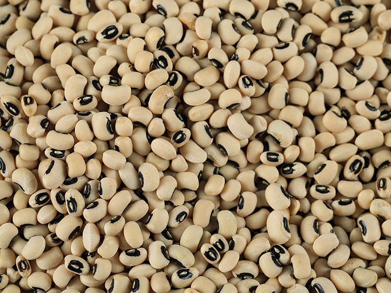 Cowpeas seed