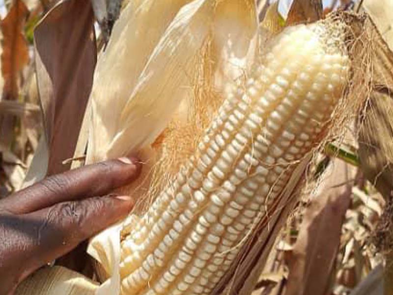 Maize seed
