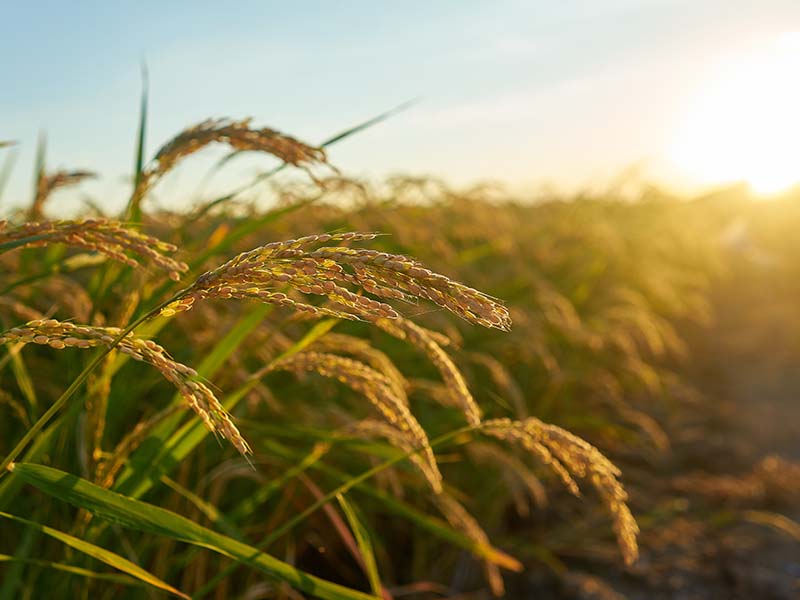 Rice seed