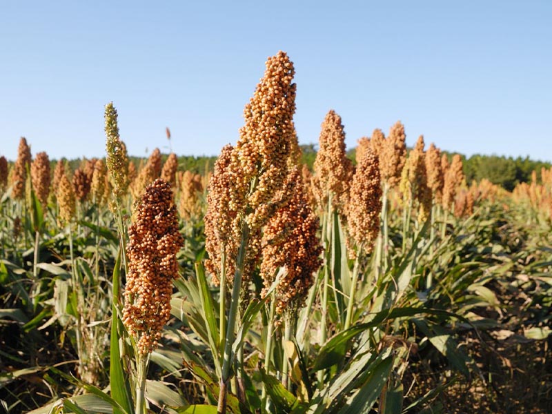 Sorghum seed