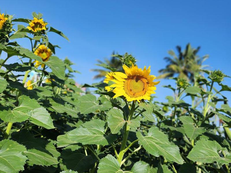 Sunflower seed
